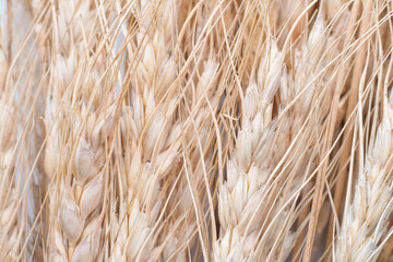 Dried wheat plant background
