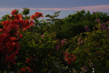 A landscape photo of red flowers shining in the sunset in the mountains.
A quiet and lonely impression.