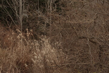 Landscape photo of winter trees.
Feeling lonely.