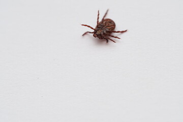 mite, Ixodid, encephalitic live tick close-up on a white background, macro photography