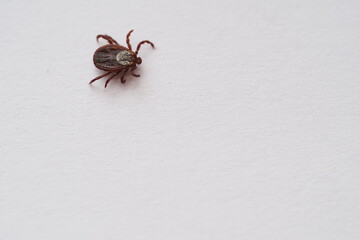 mite, Ixodid, encephalitic live tick close-up on a white background, macro photography