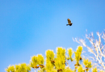 Vulture 4