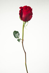 Valentine's Day. Flowers composition. frame made of rose flowers, background.