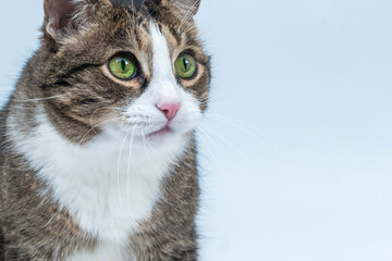 Close-up view of a cat. Gray cat with green eyes isolated on white background.