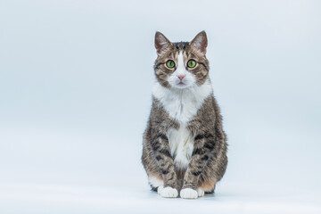 A gray cat with green eyes sits in full growth isolated on a white background. The cat is looking at the camera.