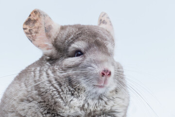 Chinchilla closeup isolated on white background. Home pet rodent animal.
