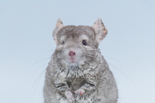 Chinchillas Bilder Durchsuchen 1,535 Archivfotos, und