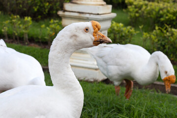 White gooses foraging in the park