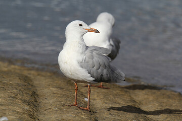 Silver gull seagull bird standing on a boat ramp next to the ocean