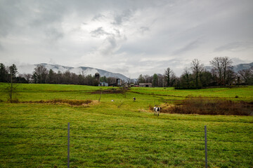 landscape with cows