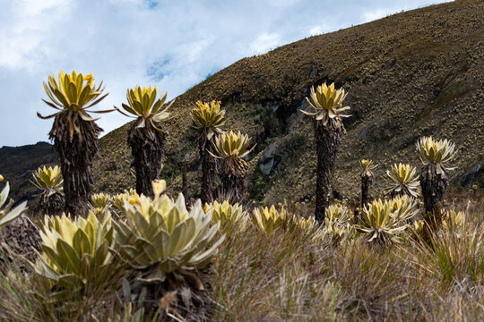 Frailejones in the Colombian paramos