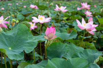 Pink lotus flower blooming in pond with green leaves