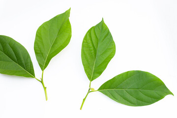 Fototapeta premium Avocado leaves on white background.