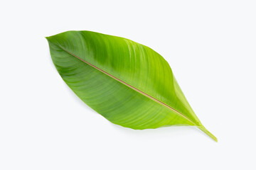 Obraz premium Heliconia leaf on white background.