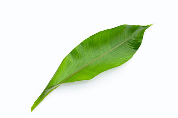 Obraz premium Heliconia leaf on white background.