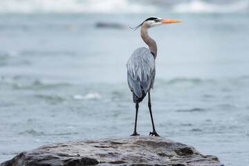 A Great Blue Heron perches majestically on a rock in the Saint Lawrence River