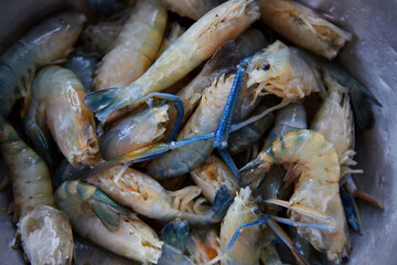 Fresh black tiger shrimps preparing for cooking 