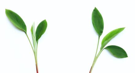 Finger root leaves on white background.