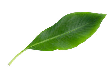 Fresh banana leaf on white background.
