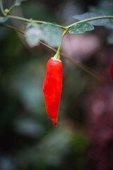 Ajíes rojos en huerta en estado natural, listos para cosechar.