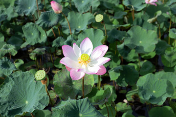 Pink lotus flower blooming in pond with green leaves