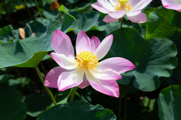 Pink lotus flower blooming in pond with green leaves