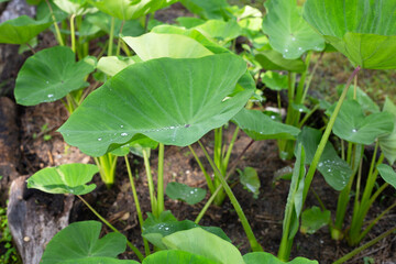 Taro garden, taro planting plot