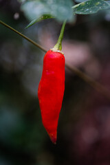Ajíes rojos en huerta en estado natural, listos para cosechar.