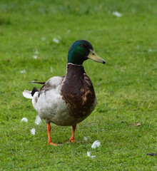 duck on the grass