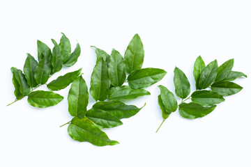 Fresh tiliacora triandra green leaves