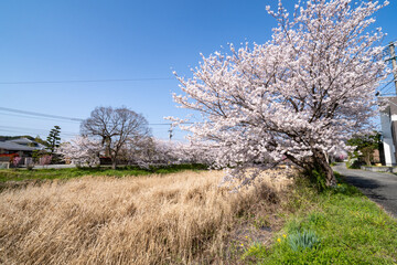 Cherry blossom flowers are in bloom beside a stream in Fukuoka city, JAPAN.