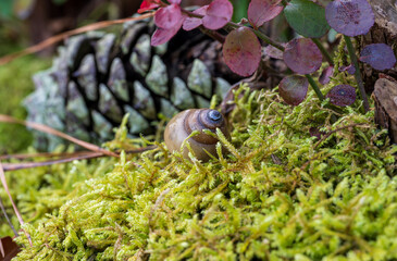 snell sitting on moss