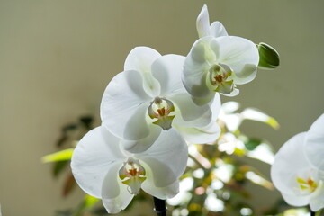 Naklejka na ściany i meble Beautiful white orchid of the phalaenopsis family
