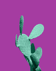 Fashion neon tropical green cactus. Minimal trendy surrealistic still life pop art composition. Surrealism concept. Close up cacti plant on purple background. Contemporary art gallery style