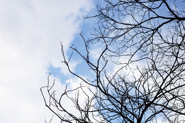 Dead branches tree silhouette with blue sky and cloud