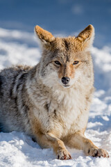 Obraz premium Coyote Portrait