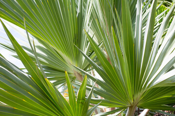 Obraz na płótnie Canvas Palm tree. Beautiful green leaves