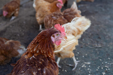 Hens in the chicken farm. Organic poultry house.