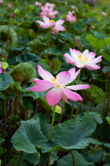 Pink lotus flower blooming in pond with green leaves