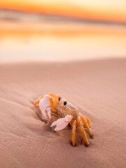 crab on the beach
