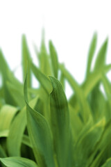 Fresh a gardening green grass