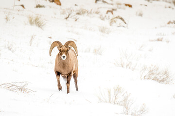 Naklejka premium Big Horn Sheep in snow