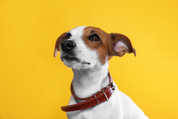 Adorable Jack Russell terrier with collar on yellow background