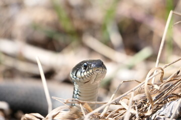 A snake, a large snake in the spring forest, in dry grass in its natural habitat, basking in the sun