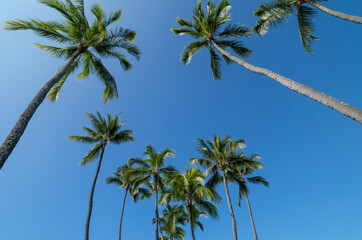 Tall Hawaii Palm Trees Against Blue Sky.