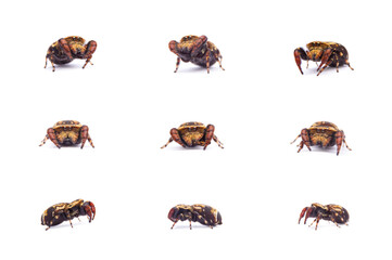 Rhene spider Set collection isolated on white background.