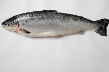 fresh salmon with lemon and herbs