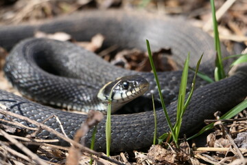 A snake, a large snake in the spring forest, in dry grass in its natural habitat, basking in the sun.