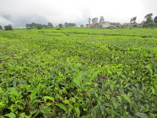 Fototapeta na wymiar Tea Plantation in Kertasari,Bandung Regency, West Java. Indonesia