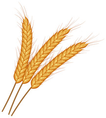 Wheat ears spikelets with grains vector
